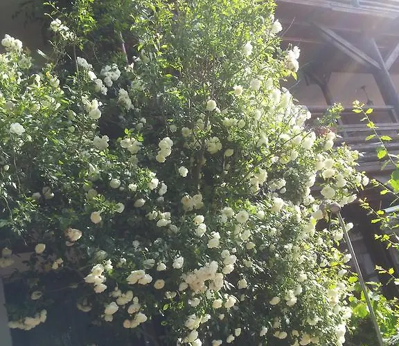 Hotel La John Vama Veche